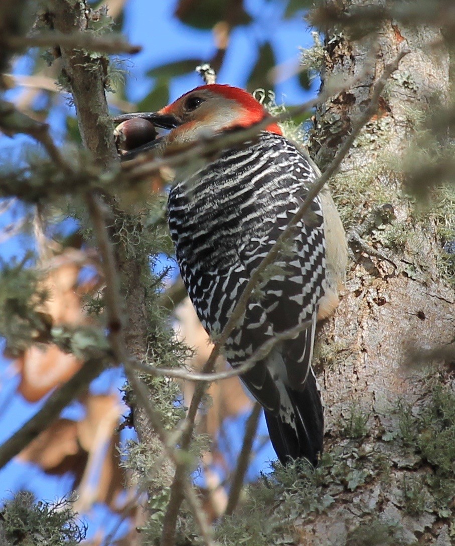 Red-bellied Woodpecker - Jeff Graham