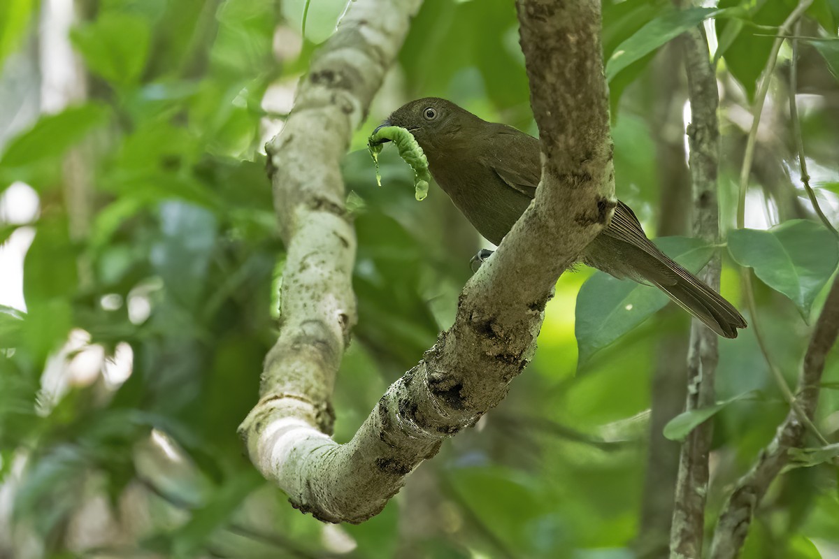 Brown-winged Schiffornis (Brown-winged) - ML428220641