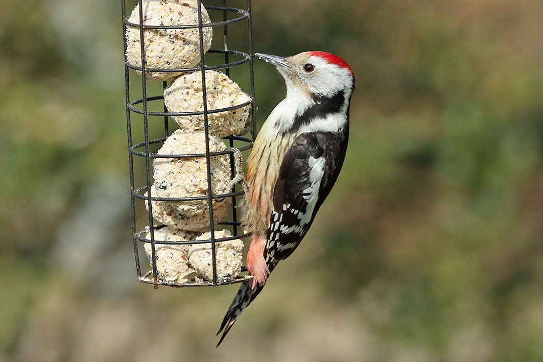 Middle Spotted Woodpecker - ML428221131