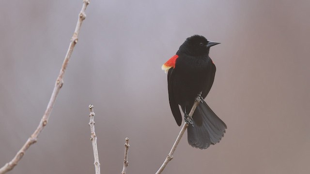 Red-winged Blackbird - ML428222281