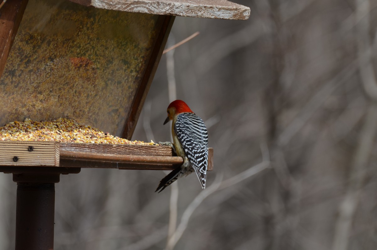 Red-bellied Woodpecker - ML428223291