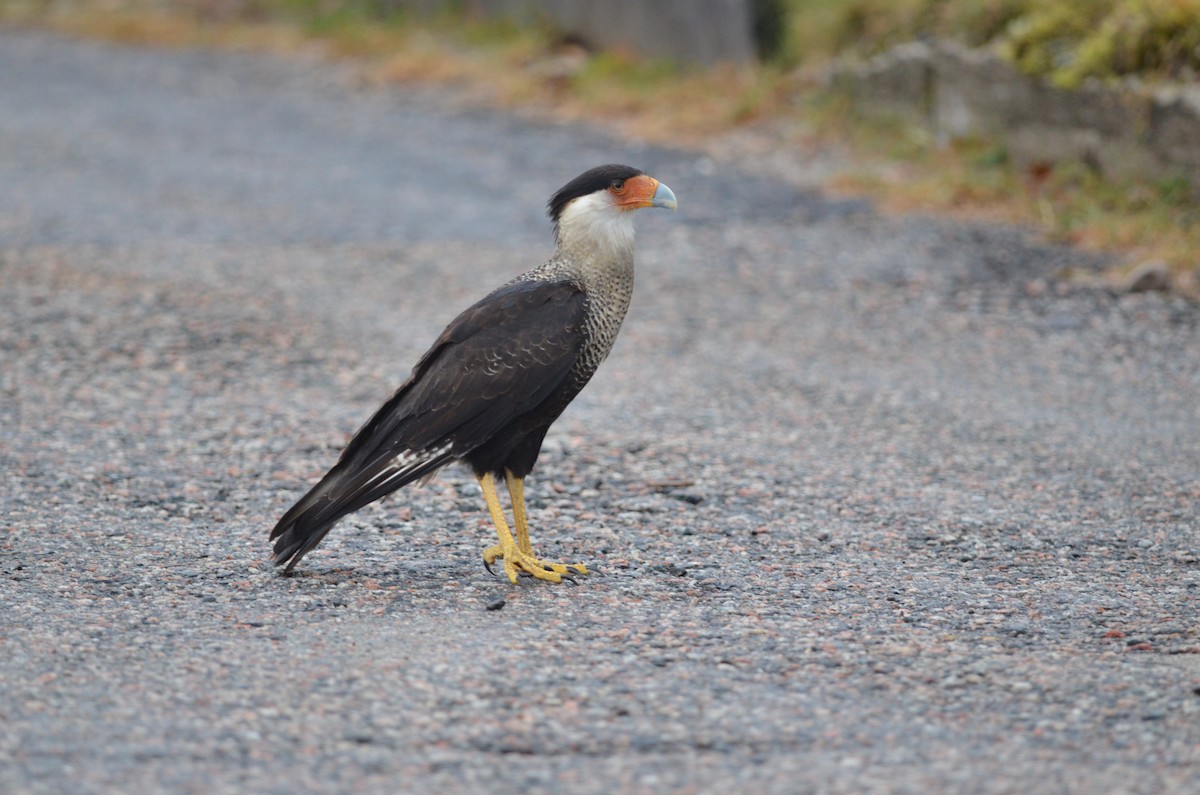 Crested Caracara (Northern) - Henrique  Pacheco