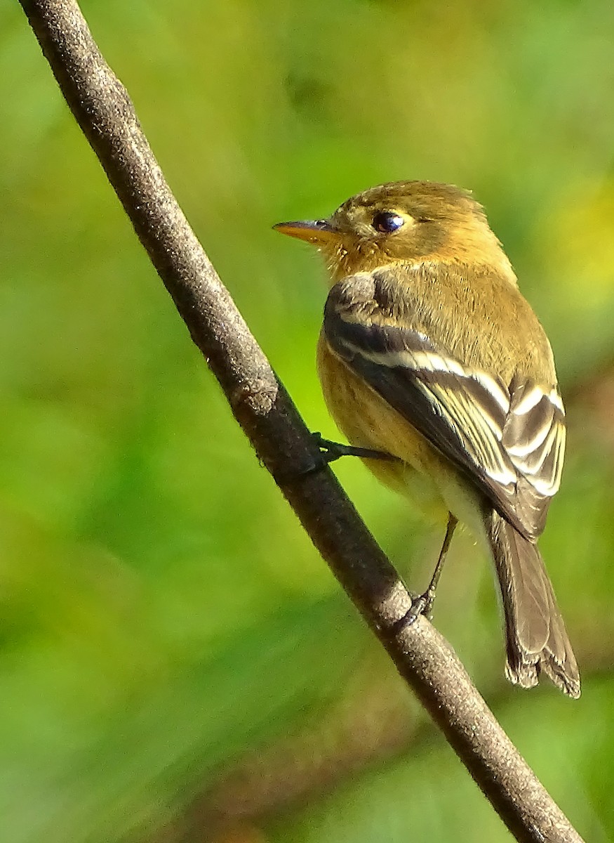 Buff-breasted Flycatcher - Alfonso Auerbach