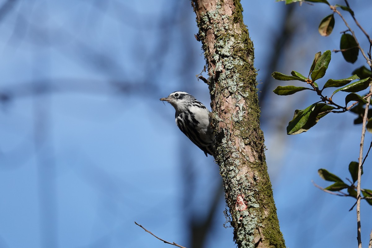 Black-and-white Warbler - ML428231701