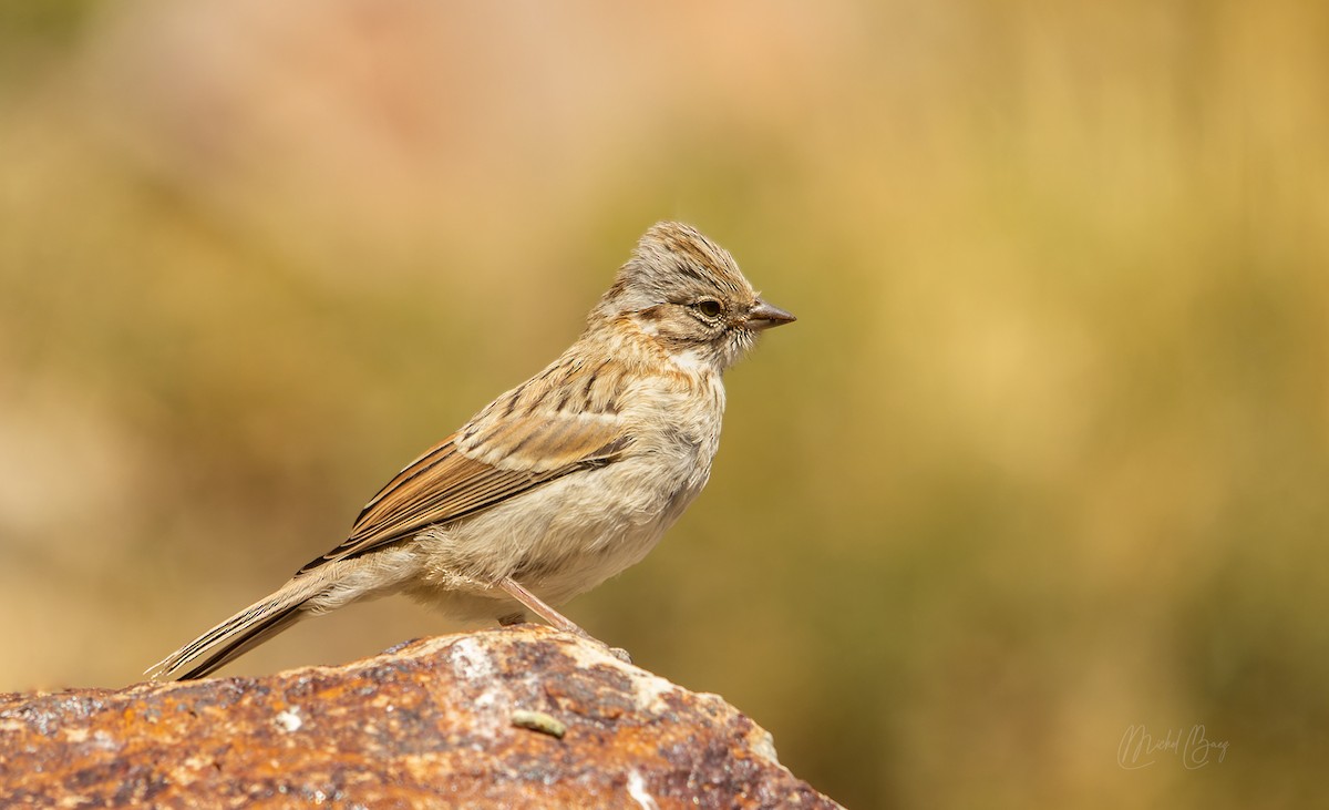 Rufous-collared Sparrow - ML428235361