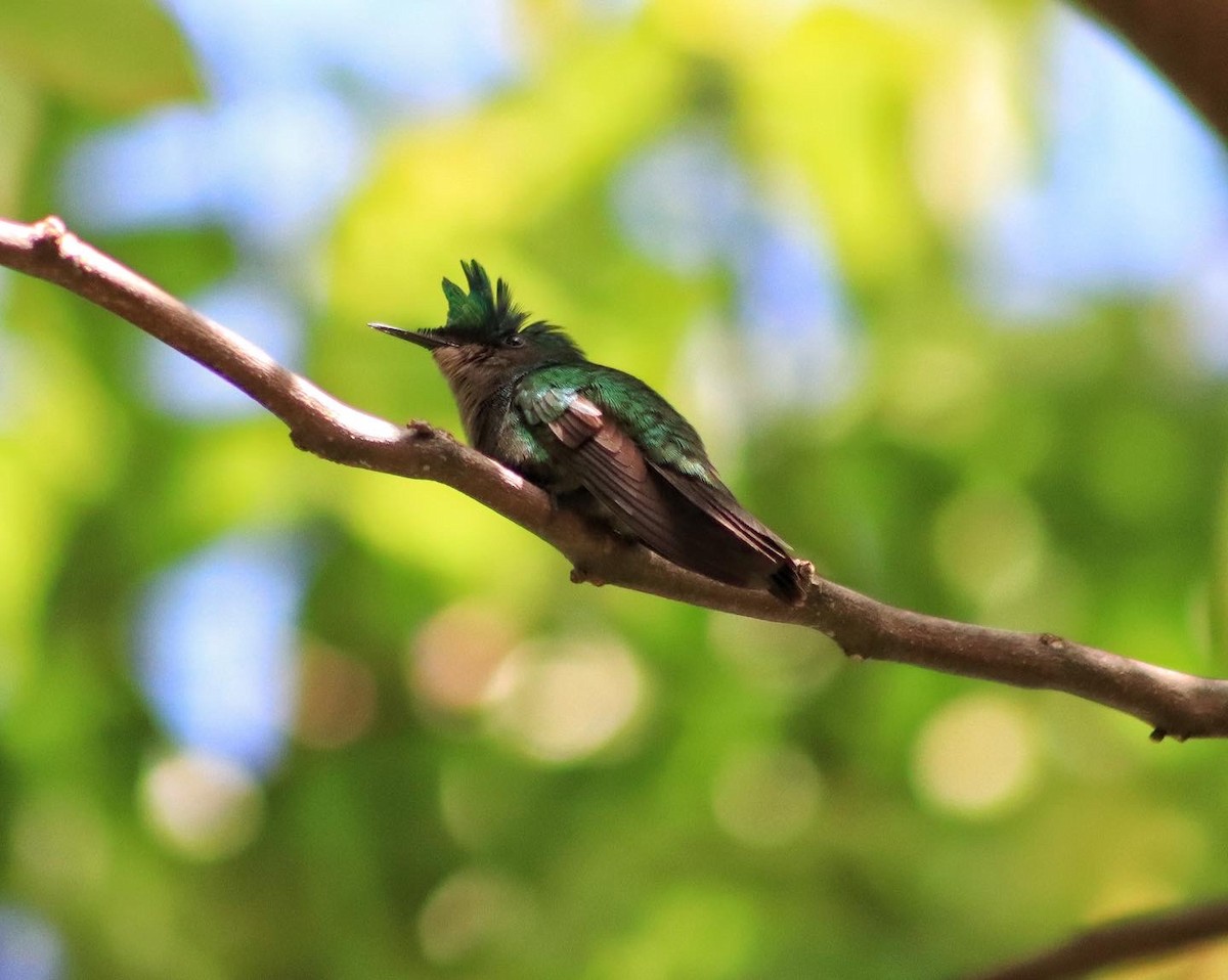 Antillean Crested Hummingbird - ML428237661