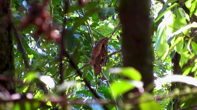 Large Frogmouth - ML428241501