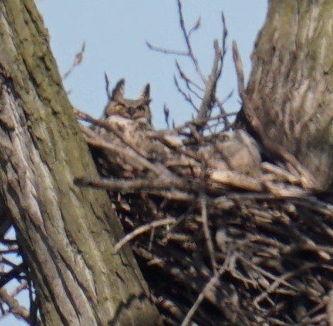 Great Horned Owl - ML428242621