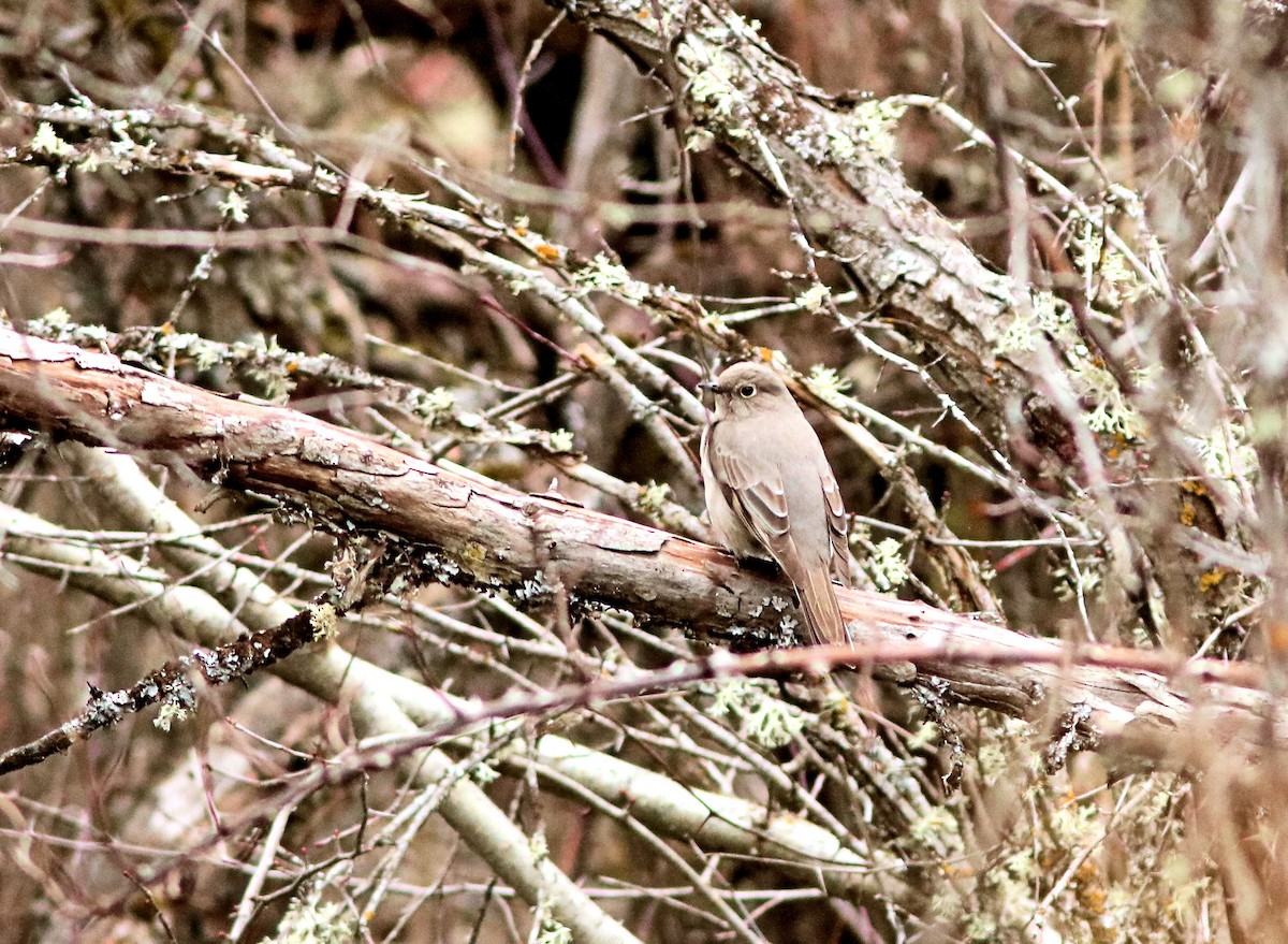Townsend's Solitaire - ML428243351