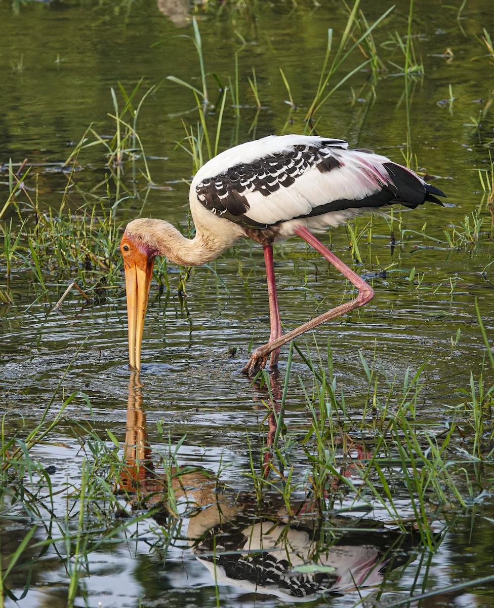 Painted Stork - Janet Loveland