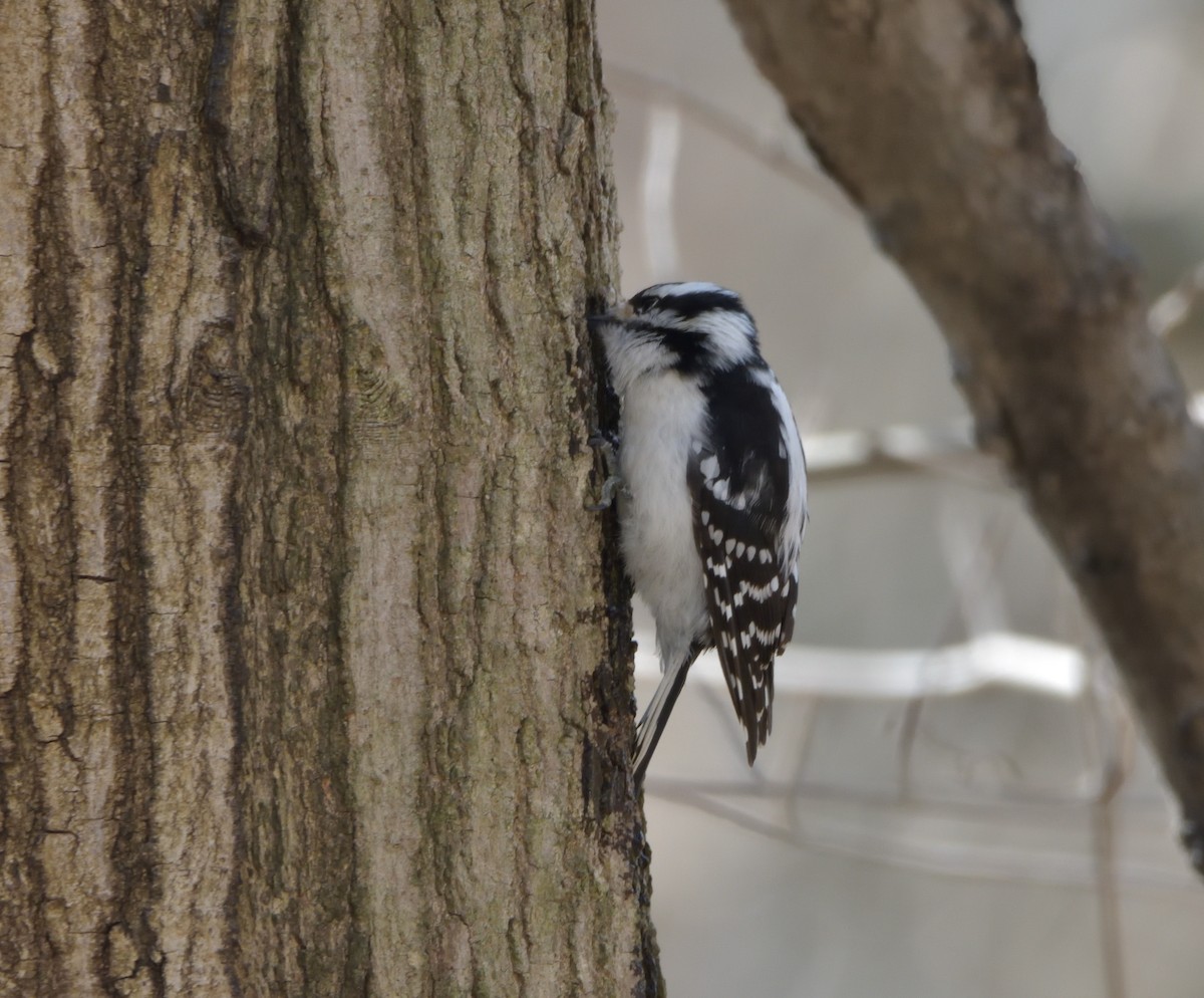 Downy Woodpecker (Eastern) - ML428247811