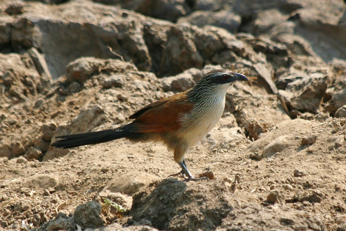 White-browed Coucal - ML428252091