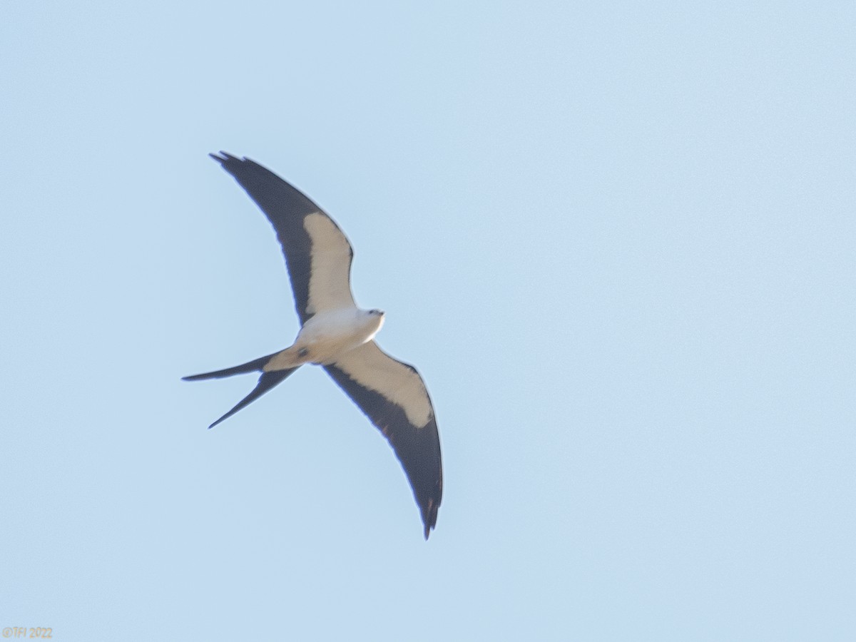 Swallow-tailed Kite - ML428252101
