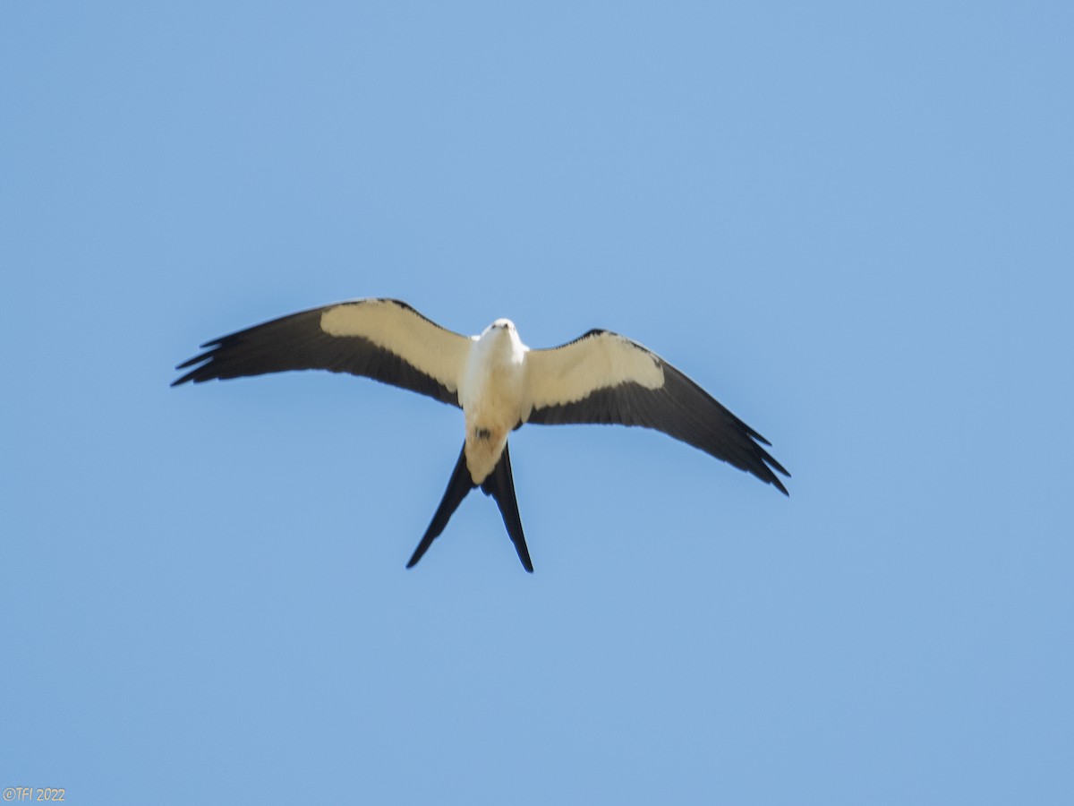 Swallow-tailed Kite - T I