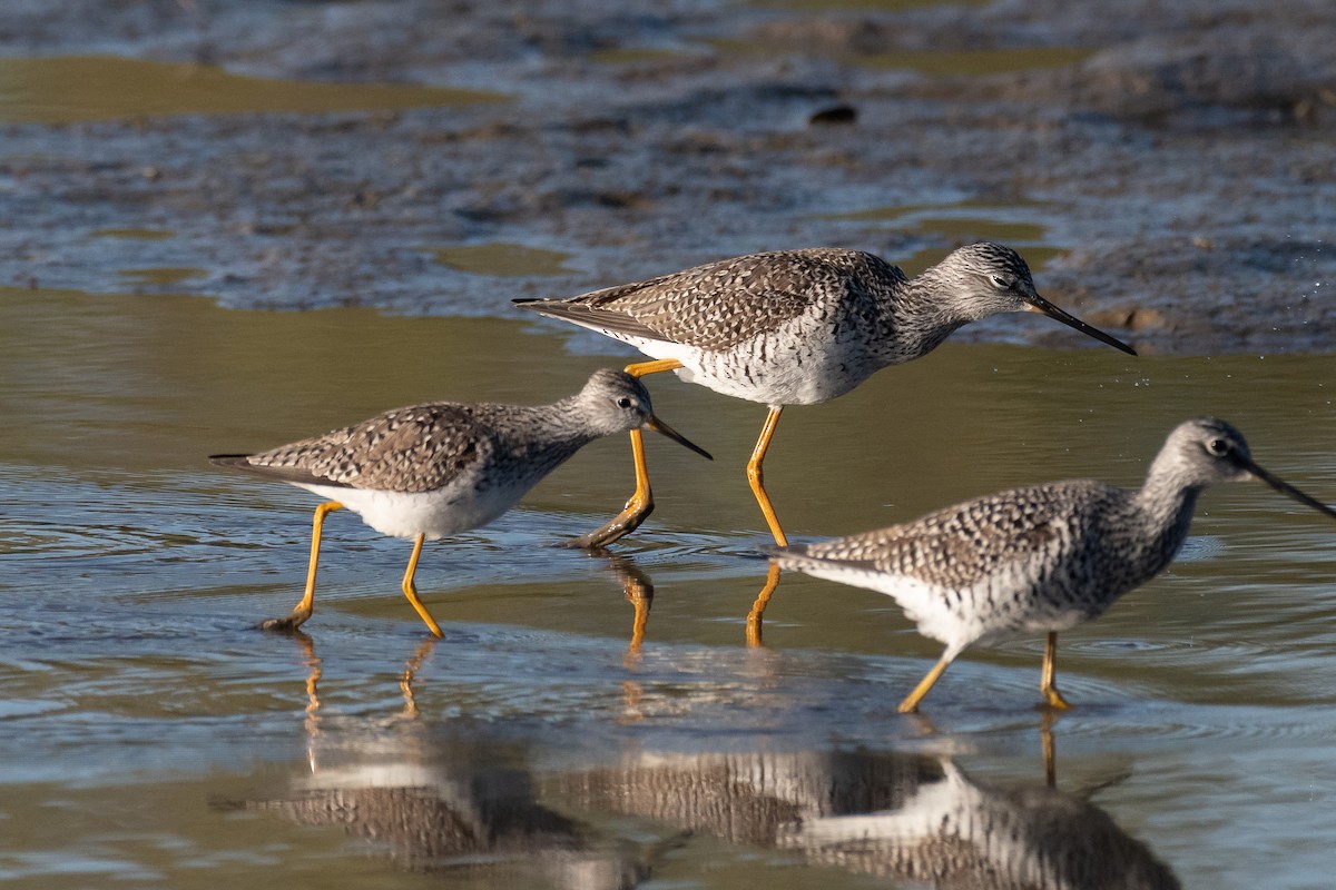 ML428254461 Greater Yellowlegs Macaulay Library