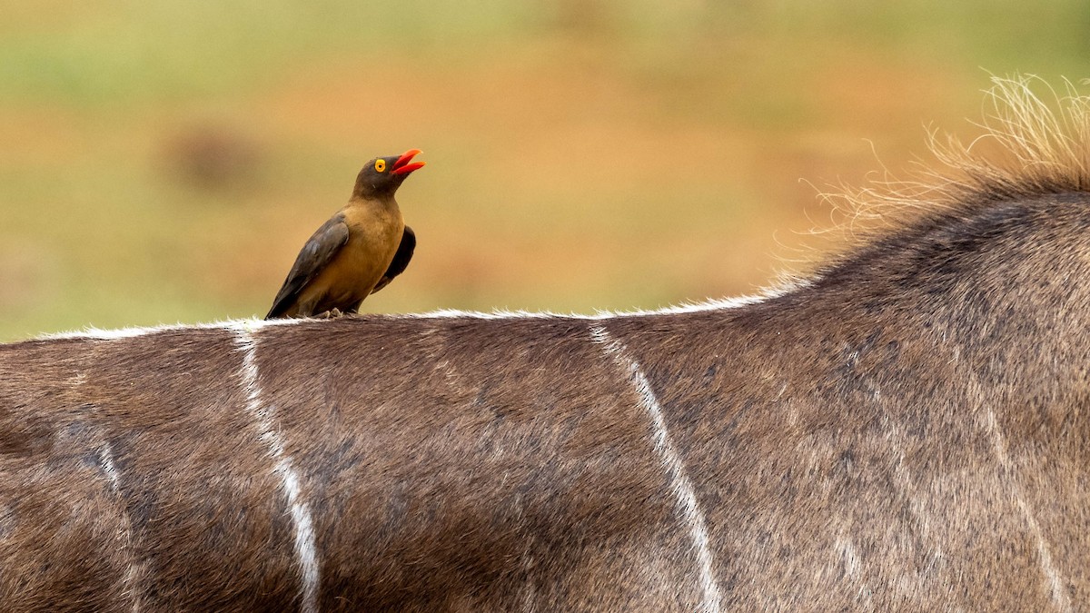 Red-billed Oxpecker - ML428261421
