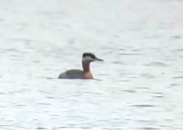 Red-necked Grebe - ML428261911