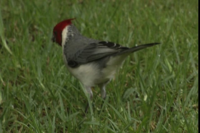 Red-crested Cardinal - ML428263