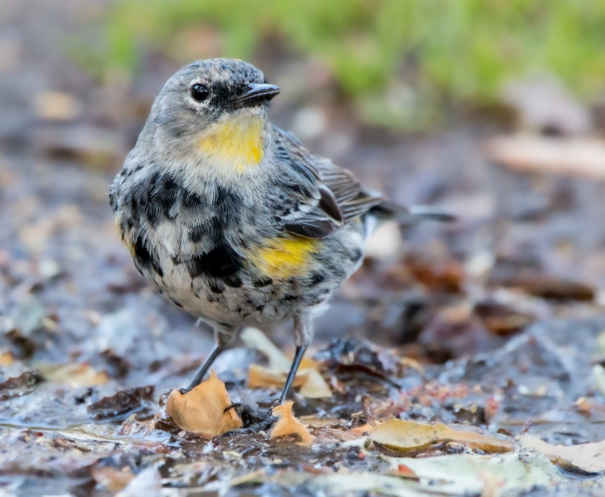 Yellow-rumped Warbler (Audubon's) - Braxton Landsman