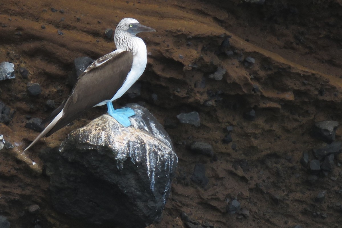 Blue-footed Booby - ML428269491