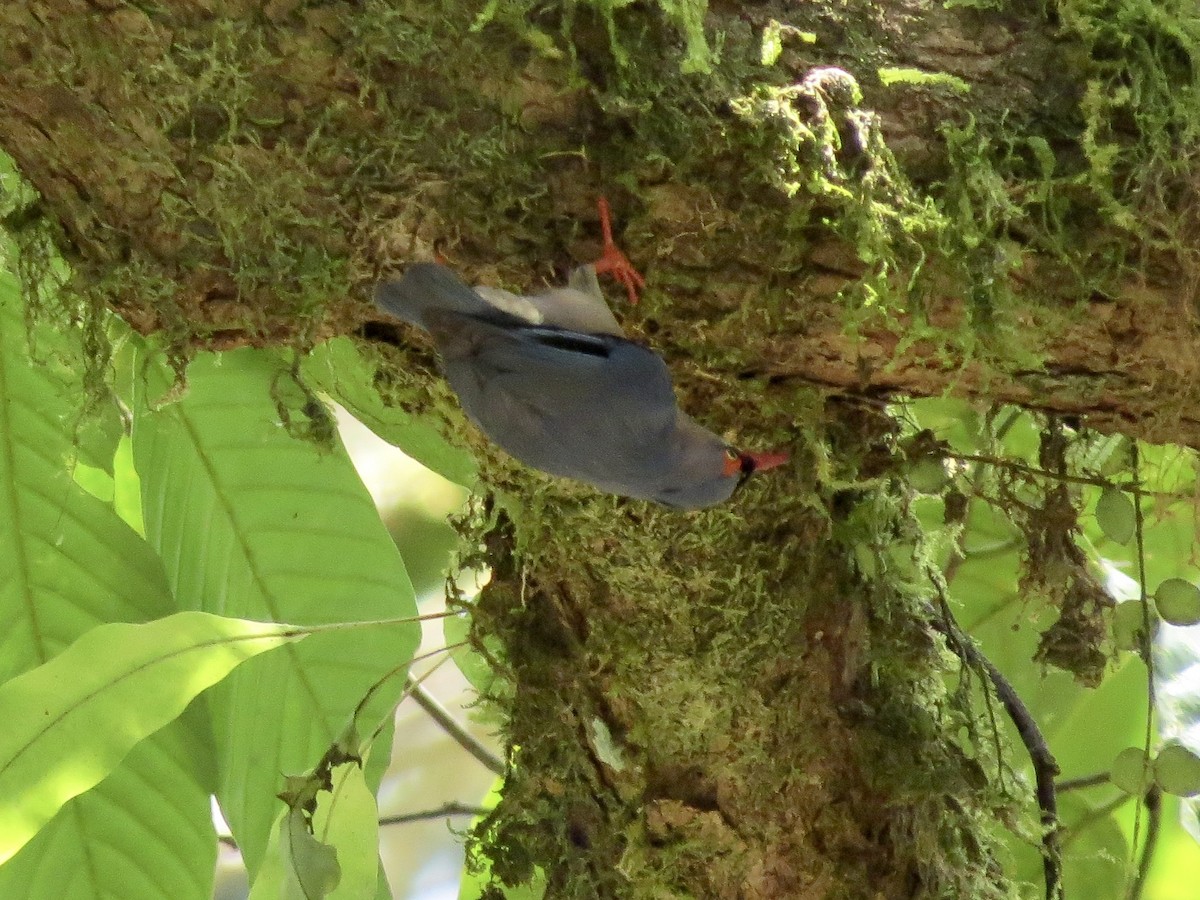 Velvet-fronted Nuthatch - GARY DOUGLAS