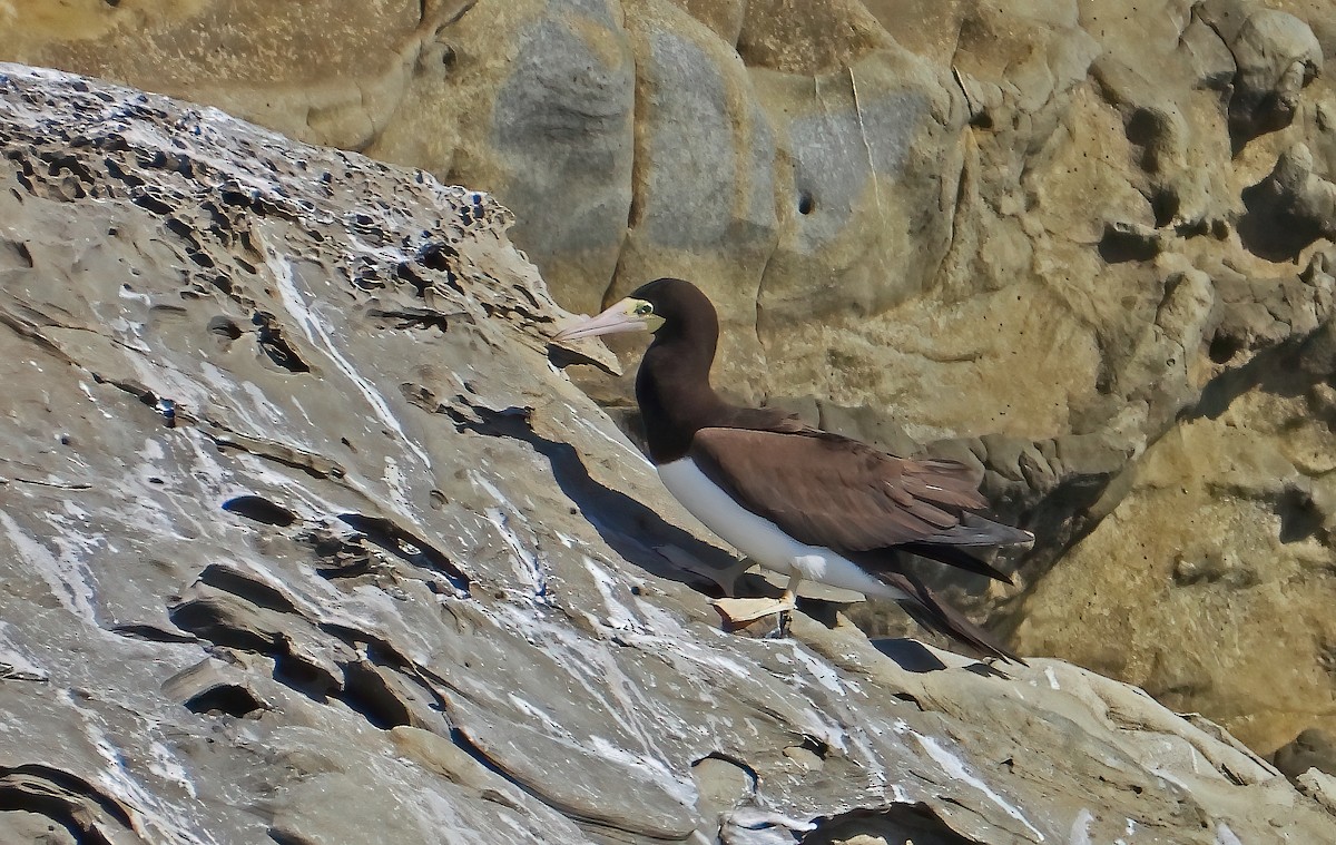 Brown Booby - ML428269731