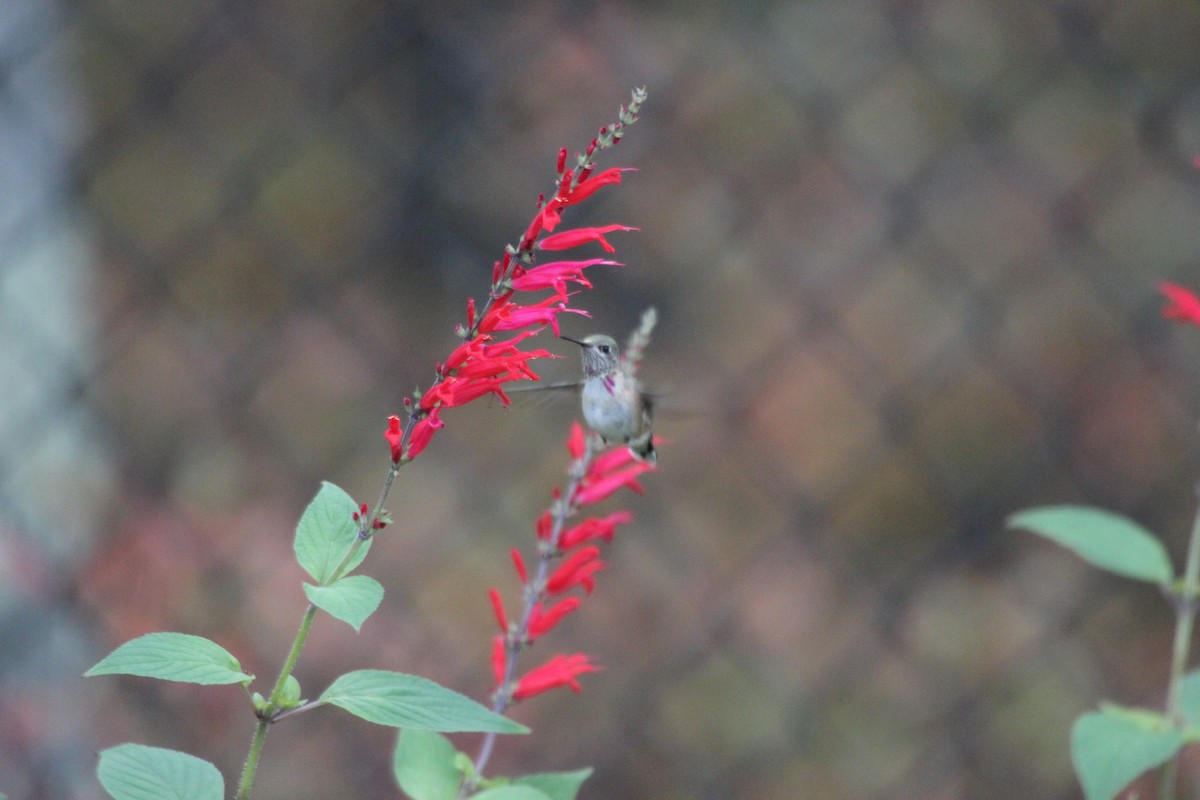Calliope Hummingbird - Douglas Meyer