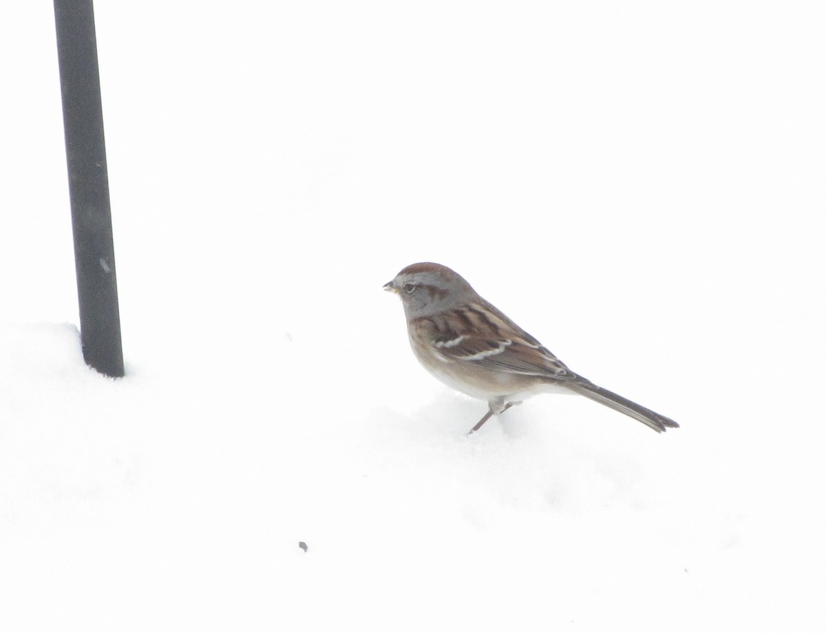 American Tree Sparrow - ML42827191