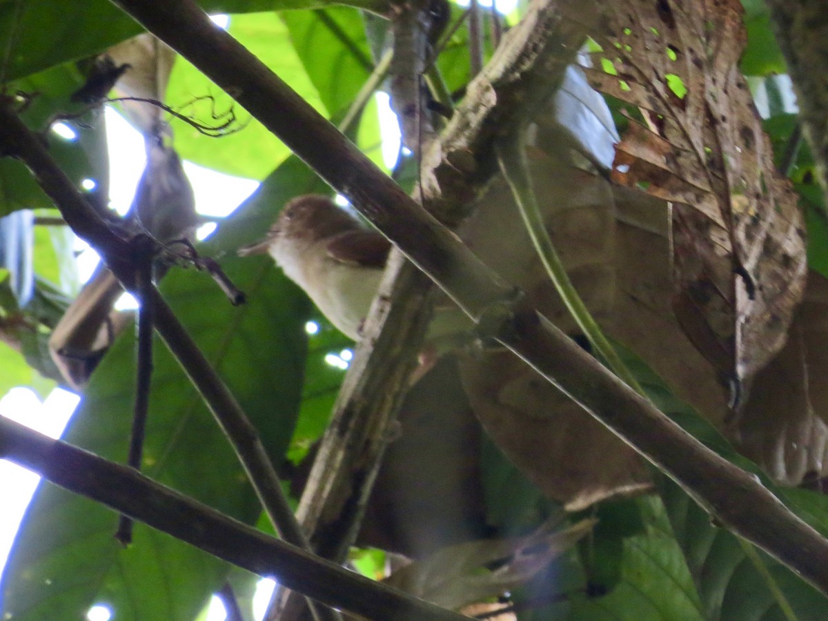 Short-tailed Babbler - GARY DOUGLAS