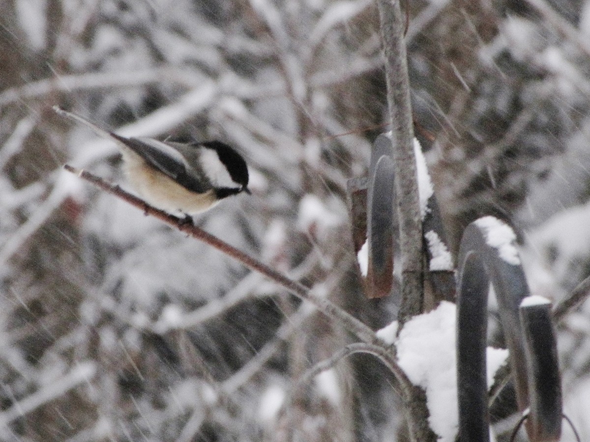 Black-capped Chickadee - Suzanne Maillé COHL