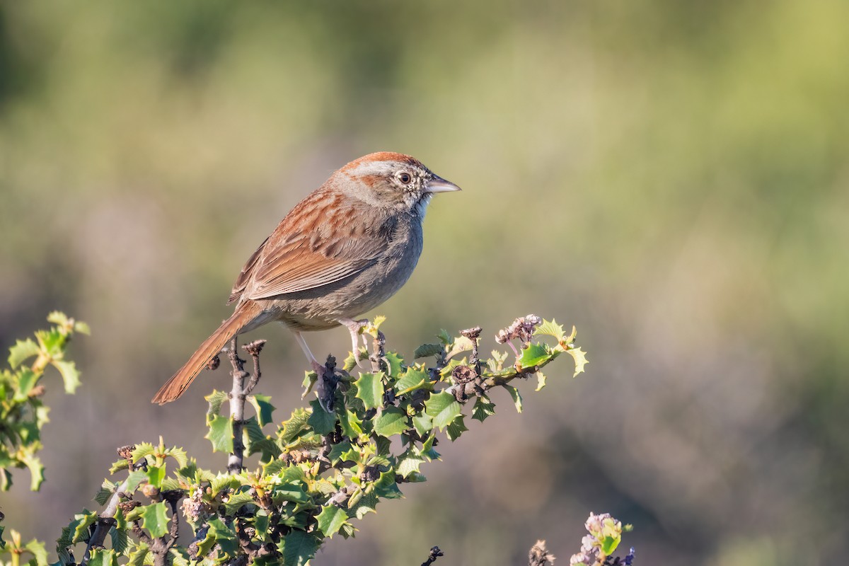 Rufous-crowned Sparrow - ML428275881