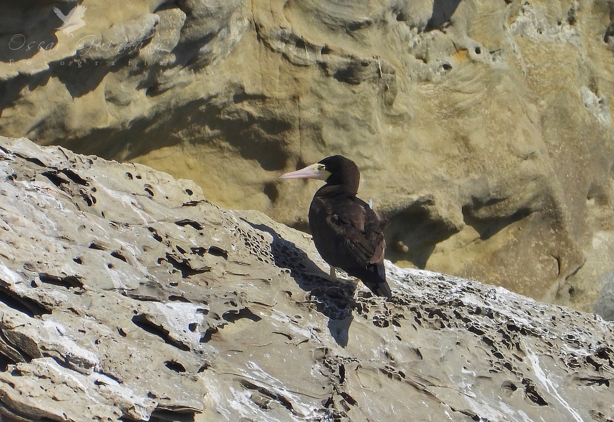 Brown Booby - ML428276451