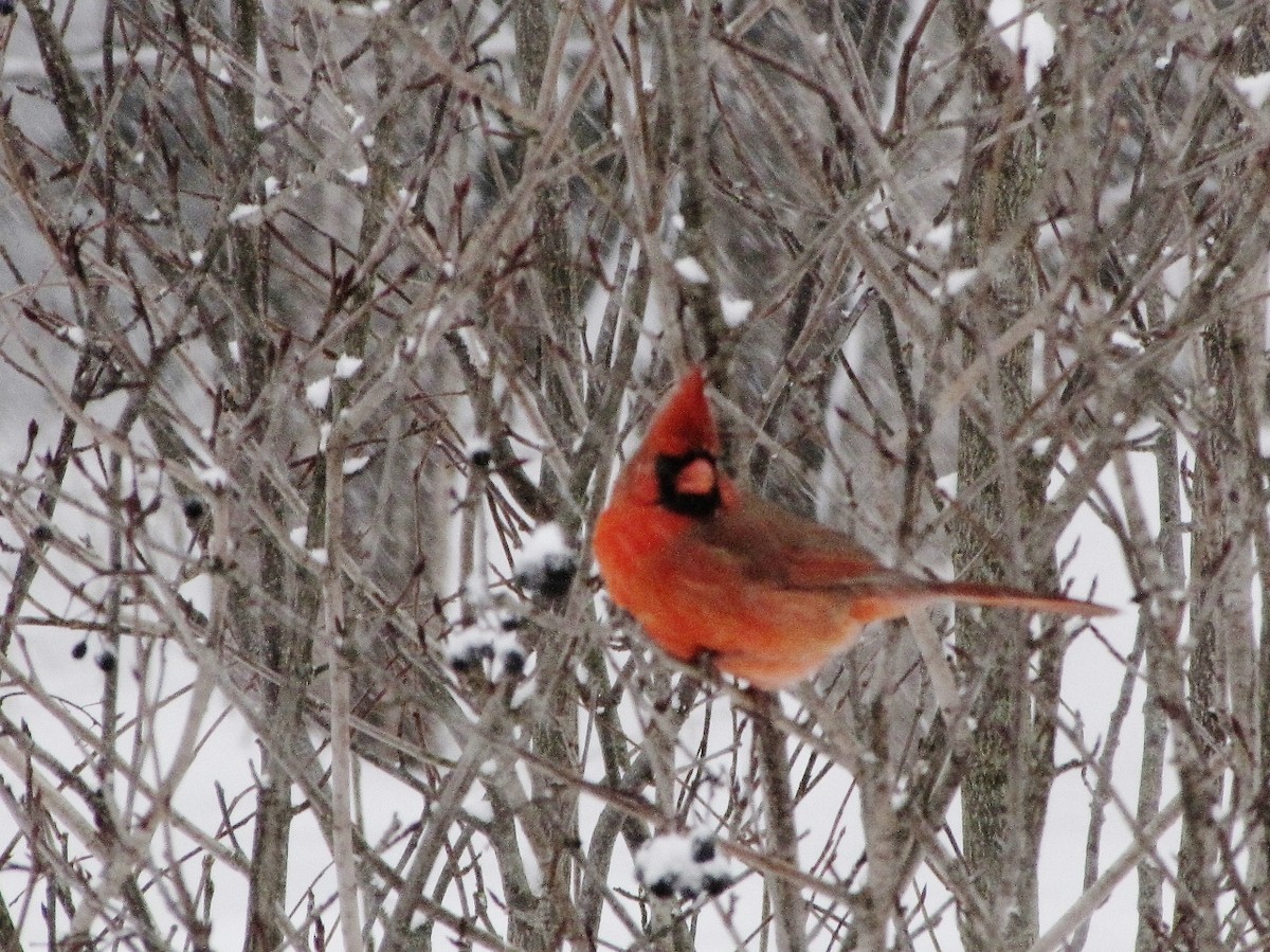 Northern Cardinal - Suzanne Maillé COHL