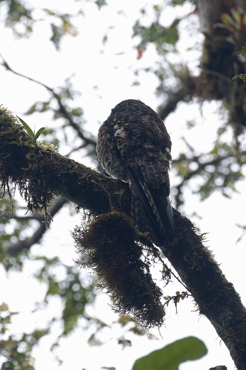 Andean Potoo - ML428281111
