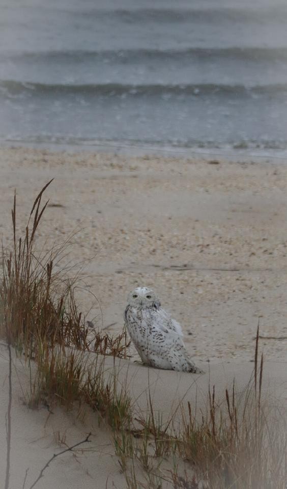 Snowy Owl - ML428283031