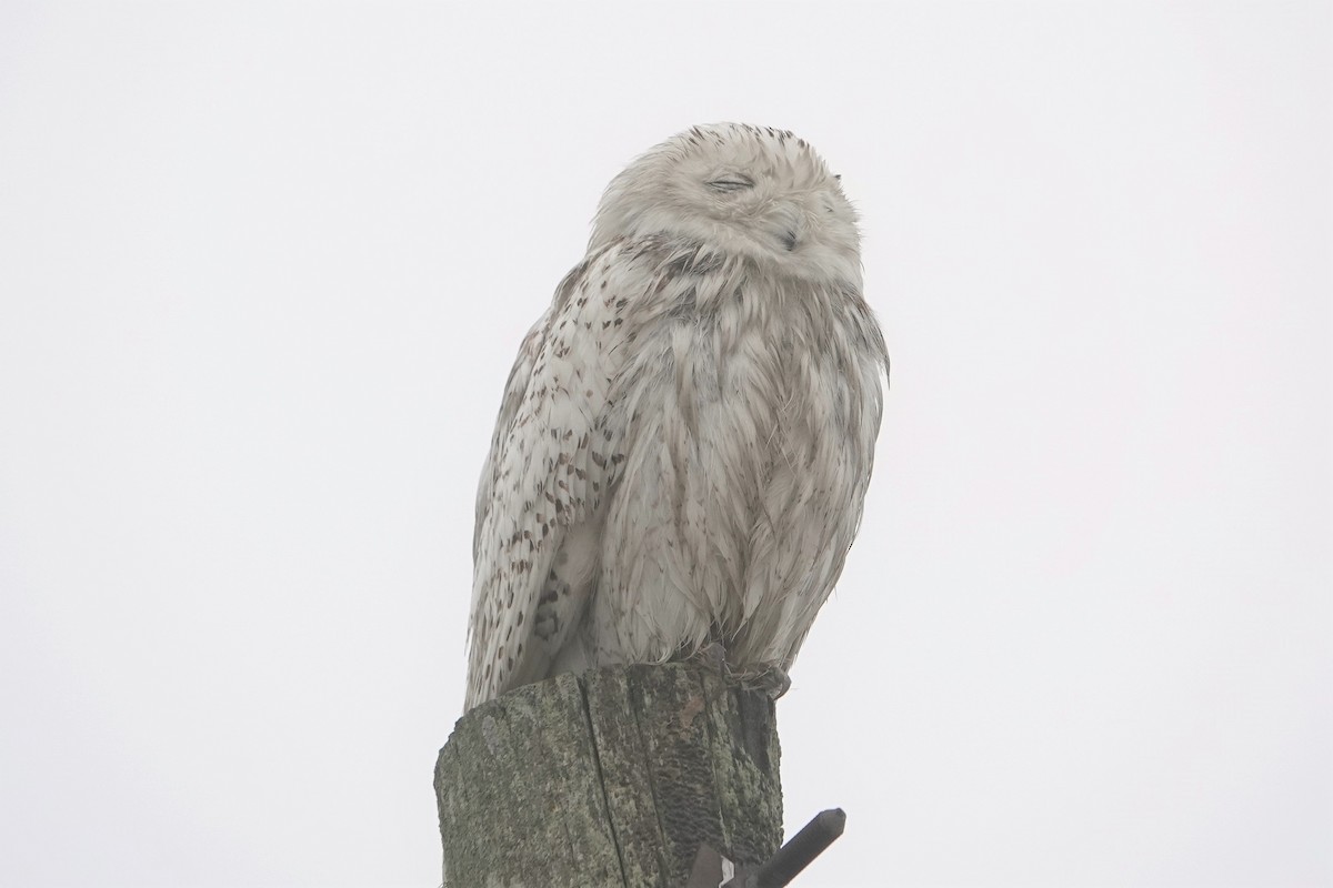 Snowy Owl - ML428284581
