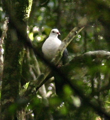 White-headed Pigeon - Dave Czaplak