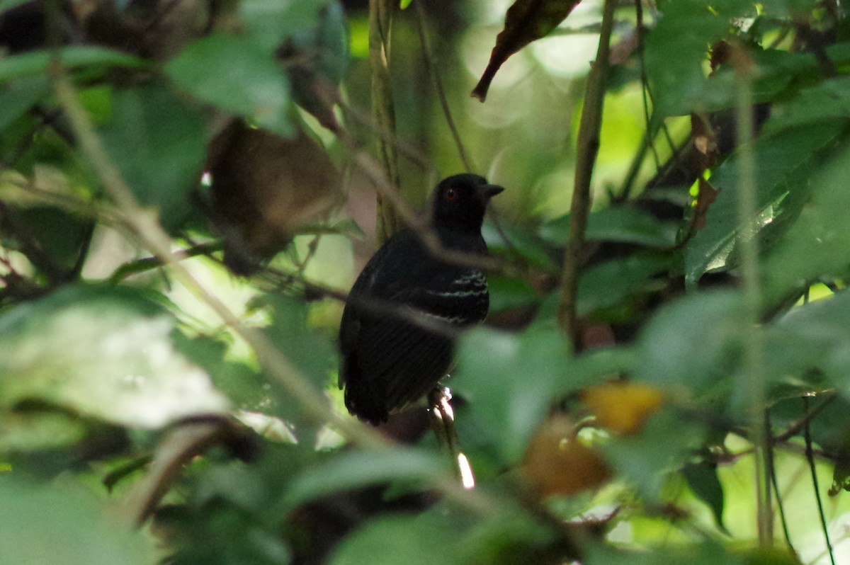 Black-tailed Antbird - ML428287481