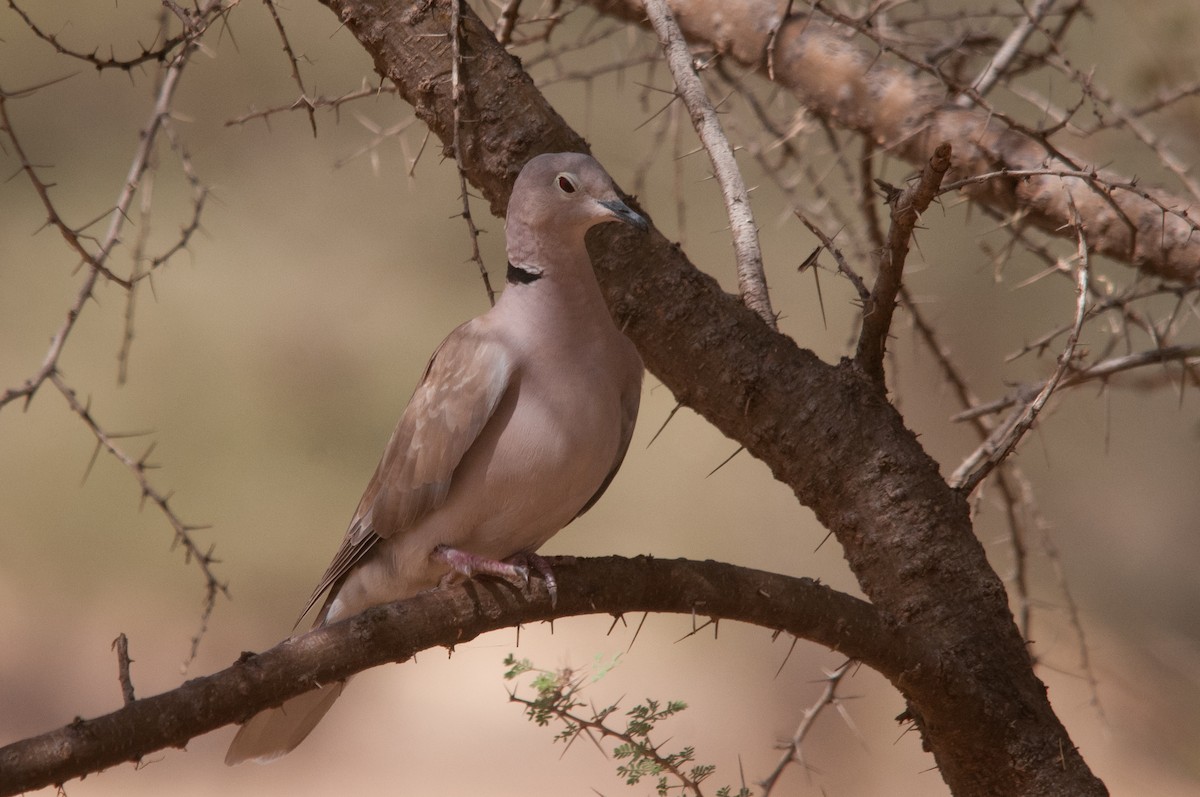 African Collared-Dove - Augusto Faustino