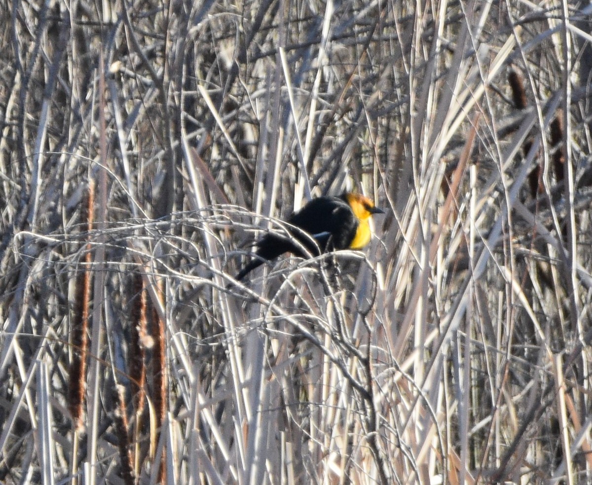 Yellow-headed Blackbird - ML428308061