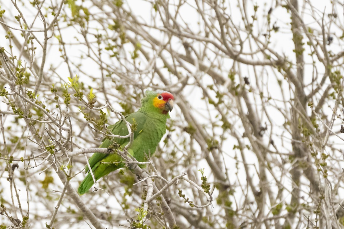 Red-lored Parrot - ML428308121