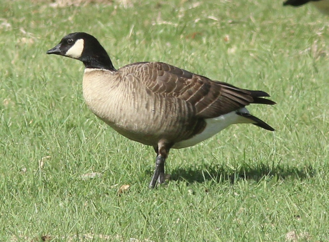 Cackling Goose (Aleutian) - ML428308131