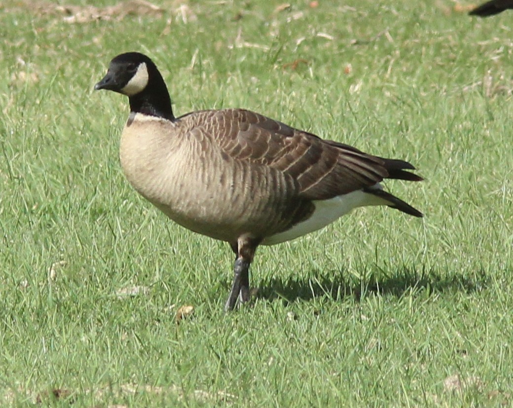 Cackling Goose (Aleutian) - ML428308551