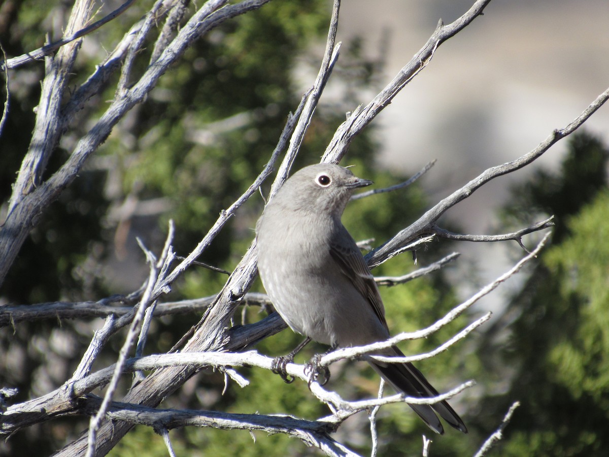 Townsend's Solitaire - Eric Moody