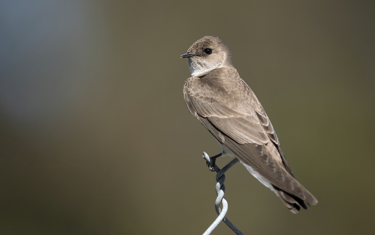 Northern Rough-winged Swallow - ML428323321