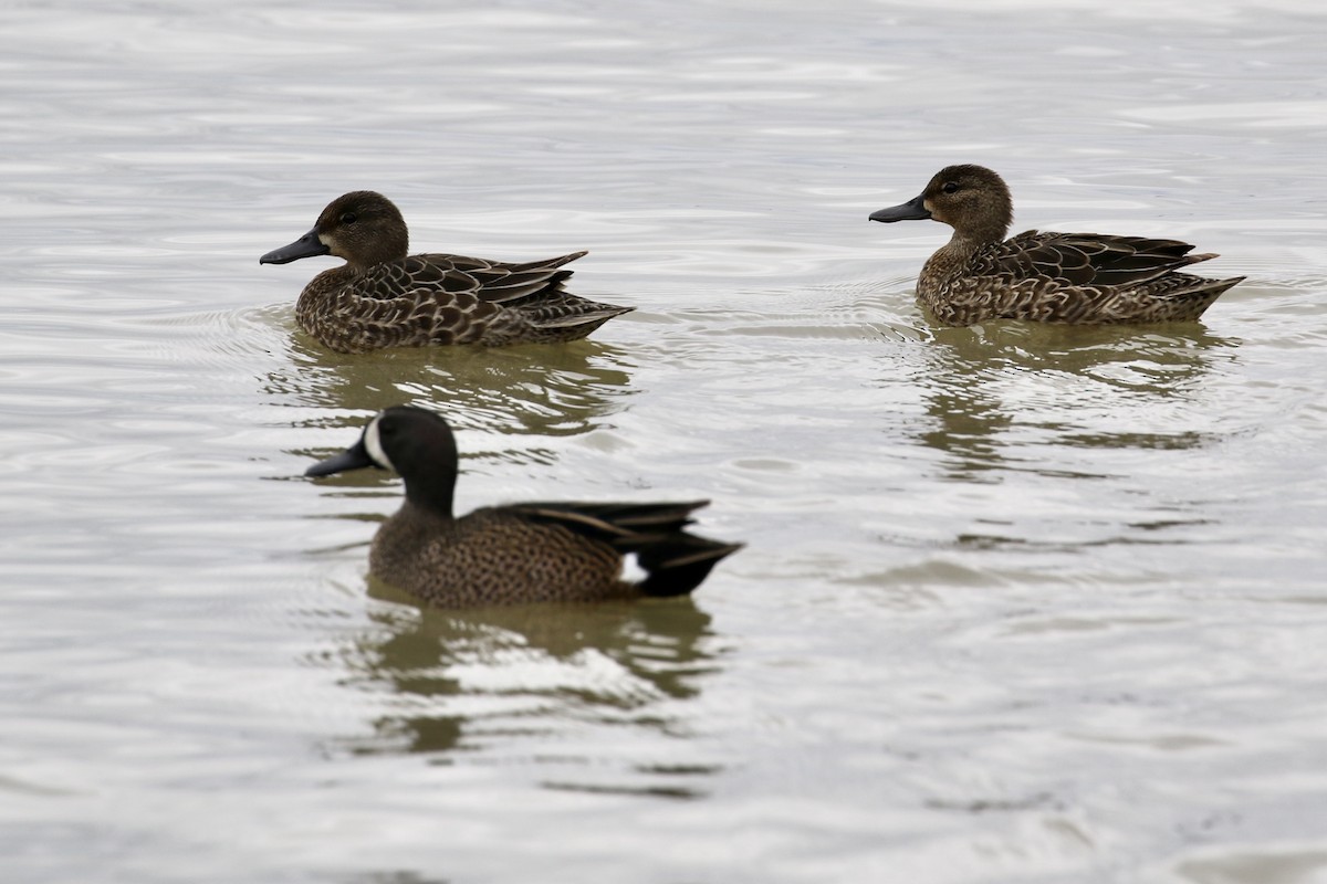 Blue-winged Teal - ML428327421