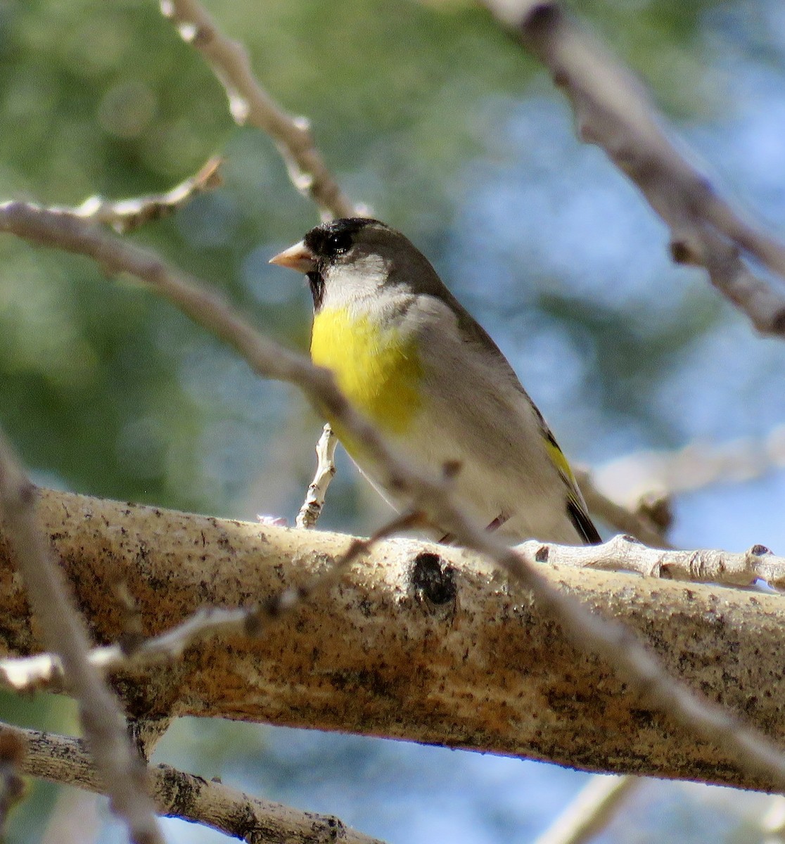 Lawrence's Goldfinch - ML428329461