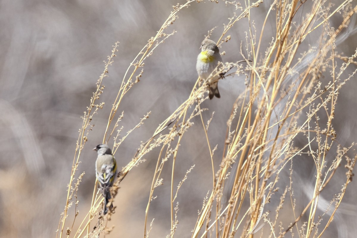 Lawrence's Goldfinch - ML428332271