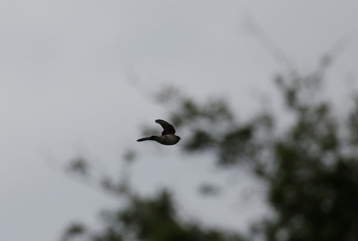 Northern Rough-winged Swallow - Anne Ruben