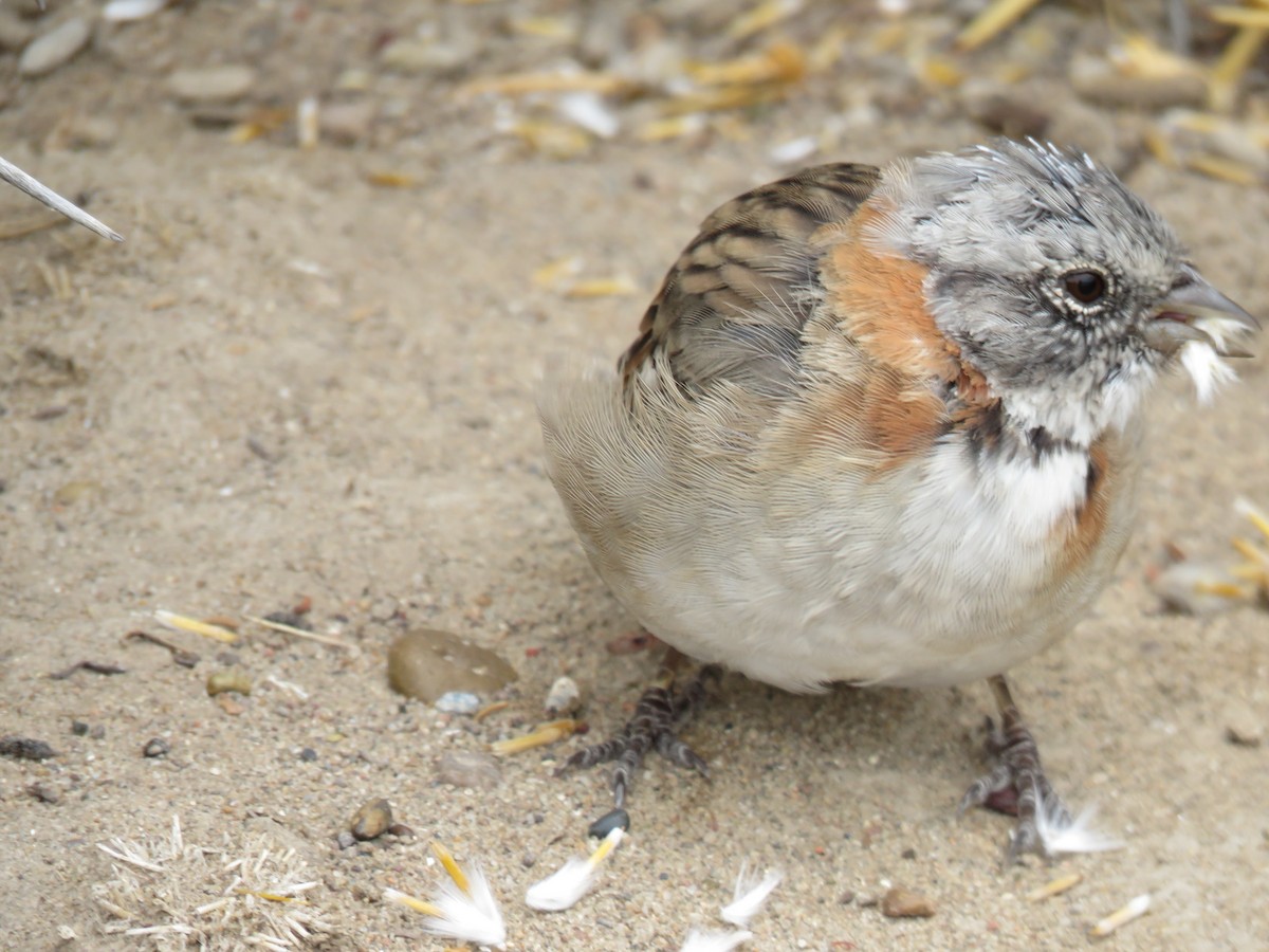 Rufous-collared Sparrow - Thomas Gibson